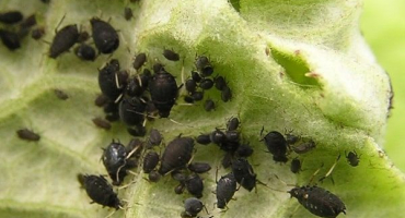 Jak se vypořádat s mšicemi na řepě s lidovými prostředky